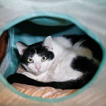 Mačak Zoro traži dom