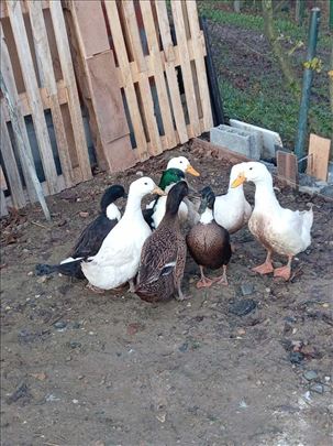 Domaće patke - ukrštene