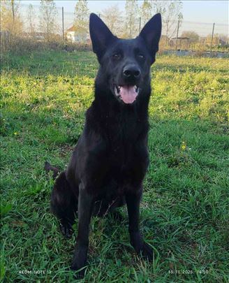 Na prodaju psi nemački ovčari