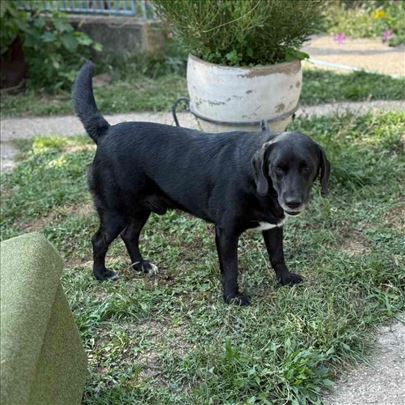 NJUŠKALO traži dom
