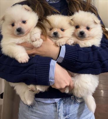 Pomeranski špic , štene