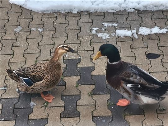 Ruanske patke teski tip