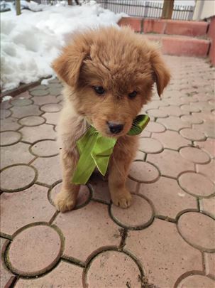 Barni, štene od 2 meseca hitno trazi dom Bg/NS/Pa