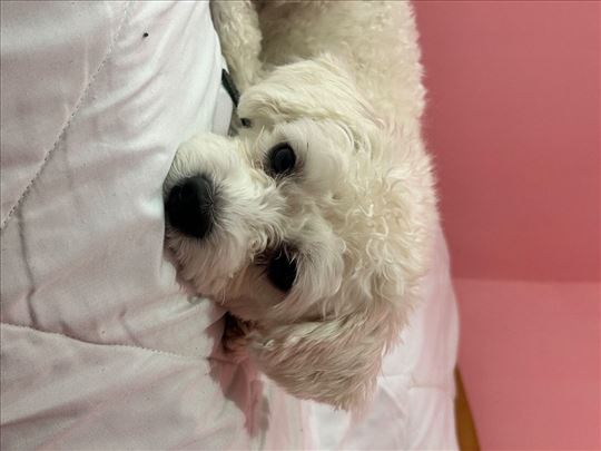 Bolonjski pas, mlad pas