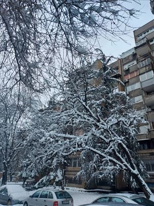 Denkova bašta, Mis Irbijeva kod TC Beo, uknjižen, 