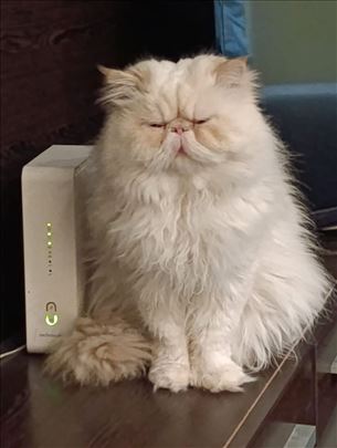 Himalajski mačak spreman za parenje!