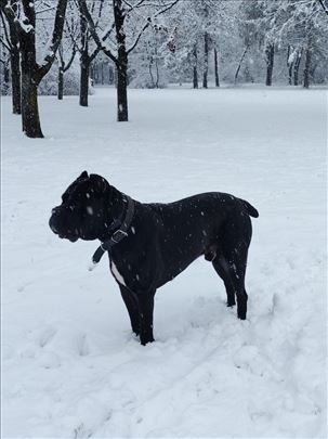 Kane korso, odrastao pas spreman za parenje