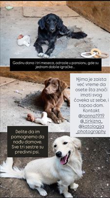 Mešanac, odrastao pas