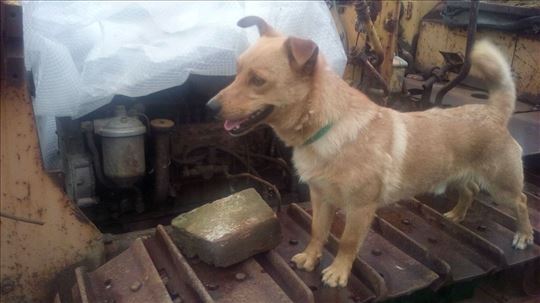 Papuče za buldozer tg 75 tg 50