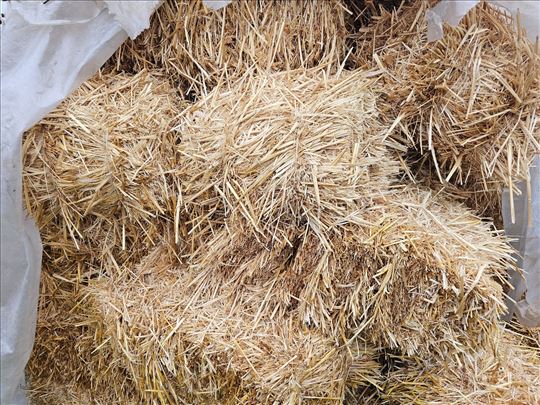 Slama zobna, travnata 