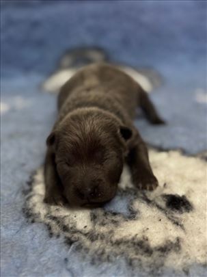 Tajlandski ridžbek, štenci 