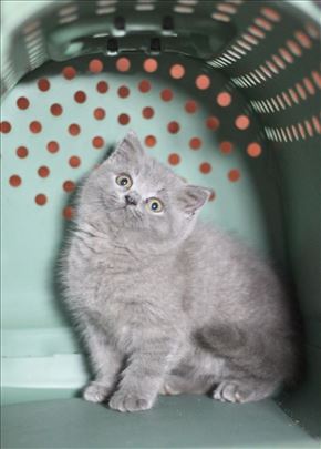 Britanski kratkodlaki mačići u više boja 