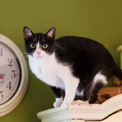 Divna MIRA traži dom