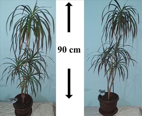 Dracena marginata, "zmajevo drvo"