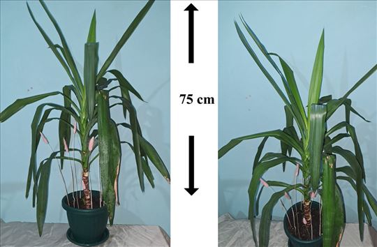 Drvo života – Yucca Elephantipes