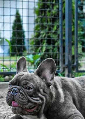 Francuski buldog, mlad pas
