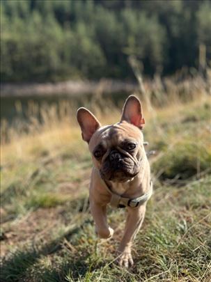 Francuski buldog za parenje