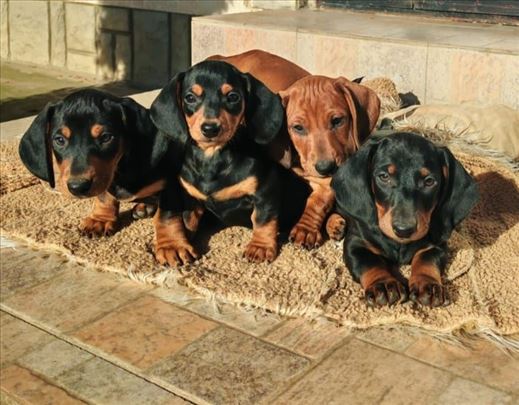 Jazavičari, štenci