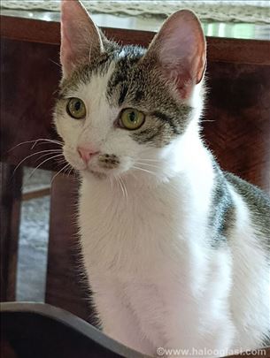 Mešanac, mače Mile