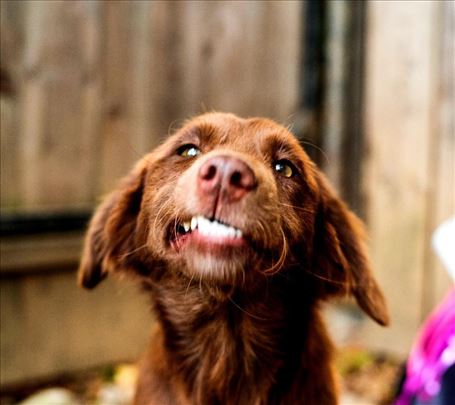 Mešanac, mlad pas - Tražimo domove za divne pse