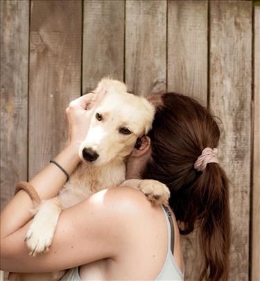 Mešanac, mlad pas - Tražimo domove za divne pse