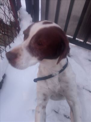 Nadjen pas u Bulevaru Kralja Aleksandra