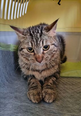 Najsladji micos Teo traži dom