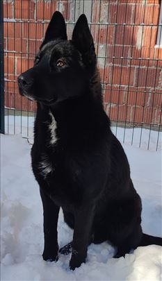 Nemački ovčar, mlad pas