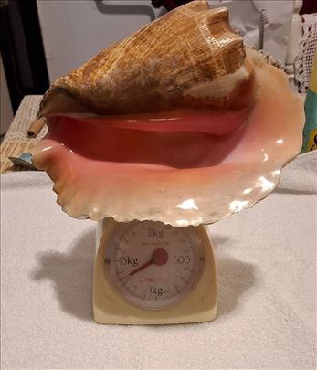 Prelepa školjka sa Kube