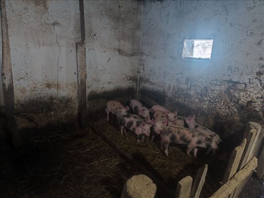 Prodajem prasiće 15-25 kg