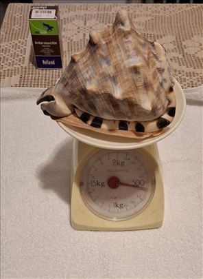 Sa KUBE prelepa velika školjka