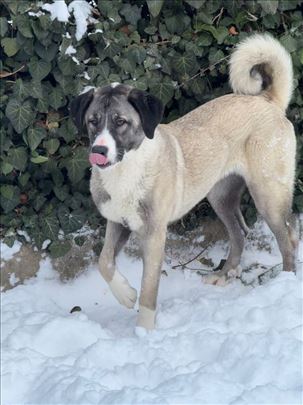 Anadolski pastirski pas, štene