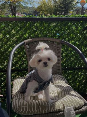 Ели тражи дечка