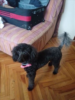 Klara traži mužjaka - crna srednja pudla