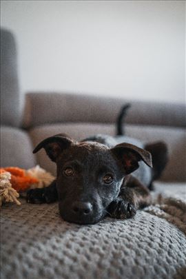 Najnežnija mala traži dom!