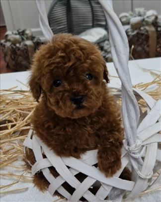 Neodoljive toy i teacup pudle