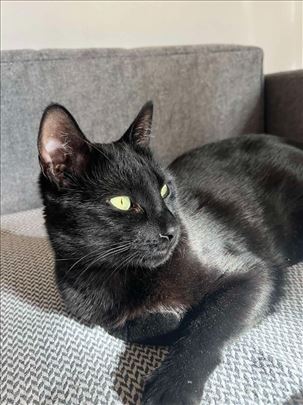 Obilaženje maca i šetanje kuca