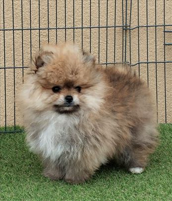 Oranz muzjacic ( sa fotografije)