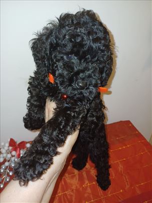 MINI pudla stene, decak