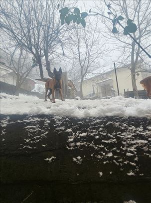 Belgijski ovčar, mlad pas