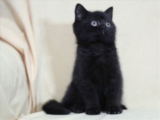 Britanska kratkodlaka, mače