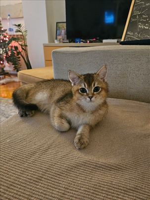 Britanska kratkodlaka, mače