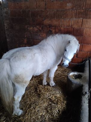 Pony Kobila 4 godine stara