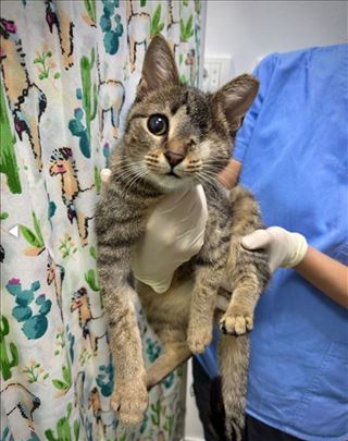 Maša mala tigric maca, hitno trazi dom