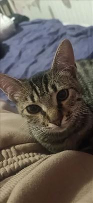 Mešanac, mlada mačka Dobrila