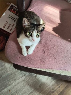 Mešanac, odrasla mačka