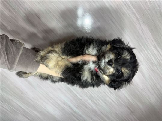 Mešanci, bišona i pomeraca 