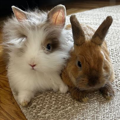 Poklanjamo neodoljivi par zečeva