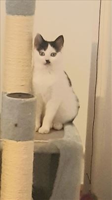 Poklanjamo umiljate mačiće i mačke, vakcinisane