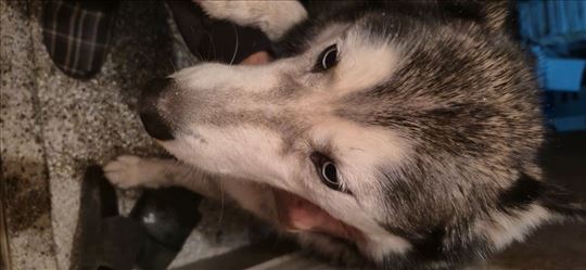 Pronađen mužjak haskija u Durlanu